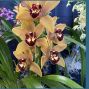 Presentation: Growing Orchids – Tips for the San Francisco Climate