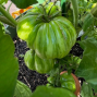 Presentation: Growing Vibrant Tomatoes in Containers