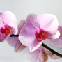 Presentation: Growing Orchids