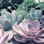 Presentation: Succulents in Pots and in the Garden