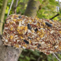 Workshop: DIY Bird Feeder
