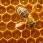Activity: Learn about Bees with San Francisco Beekeepers Association