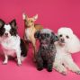 Social: Therapy Pets at the Library