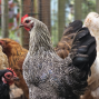 Presentation: Backyard Chicken Encounter