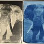 Workshop: Cyanotype (Sun Prints) Portraits