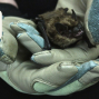 Presentation: A Bit About Bats with NorCal Bats