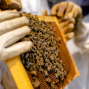 Presentation: Buzz into Beekeeping