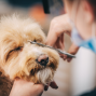 Presentation: Paws and Careers: Exploring Dog Grooming as a Profession