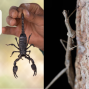 Presentation: Insect Discovery Lab with SaveNature.Org