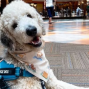 Social: Therapy Pets at the Library