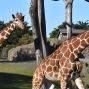Activity: Bookmobile at the San Francisco Zoo