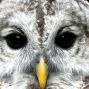 Activity: OWLS Older Writers Laboratory