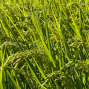 Presentation: Regenerative Organic Rice