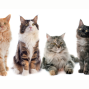 Presentation: The Science Behind Cat Color, Personality Traits and Intelligence