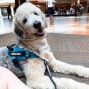 Social: Therapy Pets at the Library