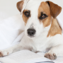 Activity: Dog Reading Circle