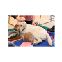 Social: Pet Therapy at the Library