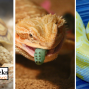 Presentation: Wild Science with Tree Frog Treks