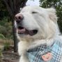 Social: Pet Therapy at the Library