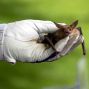 Presentation: A Bit About Bats with NorCal Bats