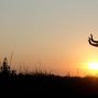 Activity: Wild Goose Qigong with Chunfu Cai