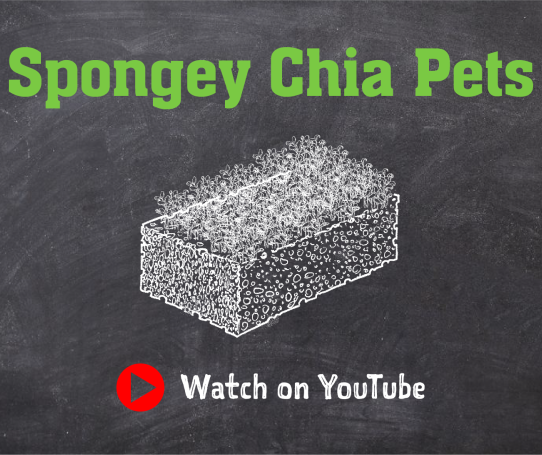 Watch Spongey Chia Pets Challenge on YouTube